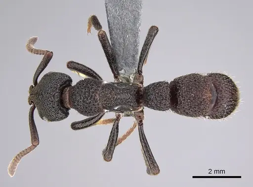 Bothroponera berthoudi - CASENT0888218