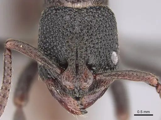 Bothroponera berthoudi - CASENT0888218