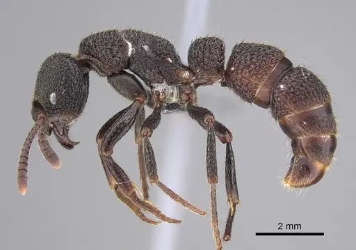 Bothroponera berthoudi - CASENT0888218