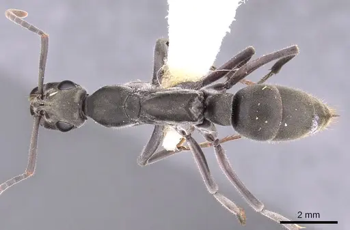 Bothroponera berthoudi - CASENT0900951