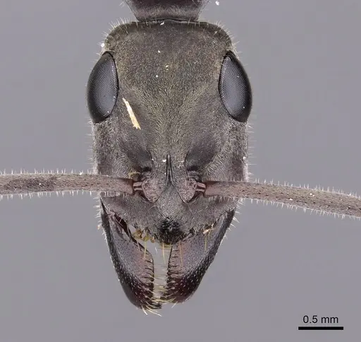 Bothroponera berthoudi - CASENT0900951