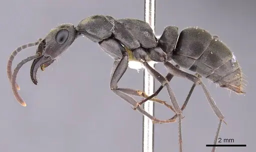 Bothroponera berthoudi - CASENT0900951