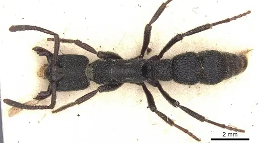 Bothroponera berthoudi - CASENT0902470