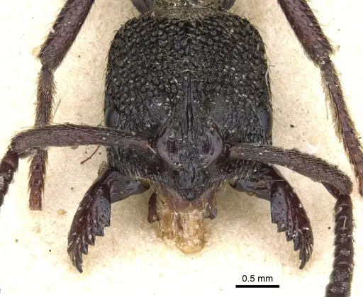 Bothroponera berthoudi - CASENT0902470