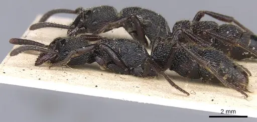 Bothroponera berthoudi - CASENT0902470