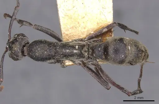 Bothroponera berthoudi - CASENT0907233