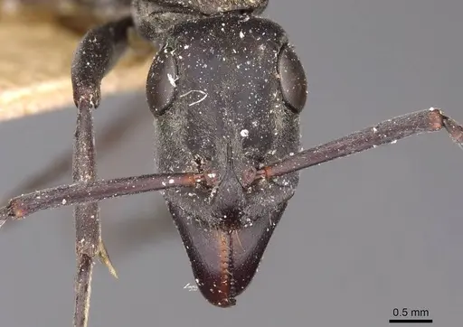 Bothroponera berthoudi - CASENT0907233
