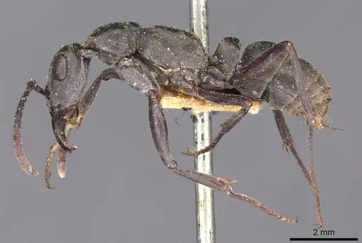 Bothroponera berthoudi - CASENT0907233