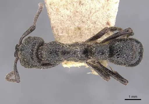 Bothroponera berthoudi - CASENT0907251