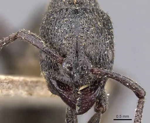 Bothroponera berthoudi - CASENT0907251