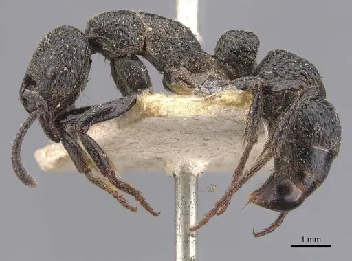 Bothroponera berthoudi - CASENT0907251