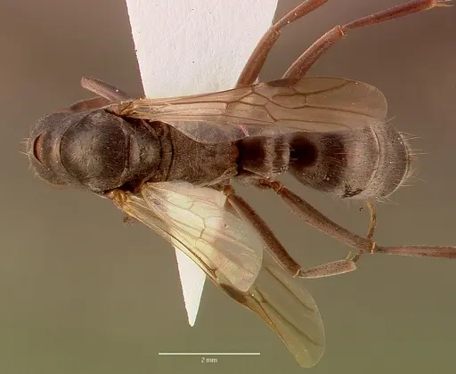 Bothroponera berthoudi - SAM-HYM-C007347A