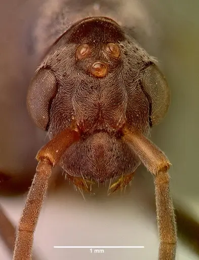 Bothroponera berthoudi - SAM-HYM-C007347A