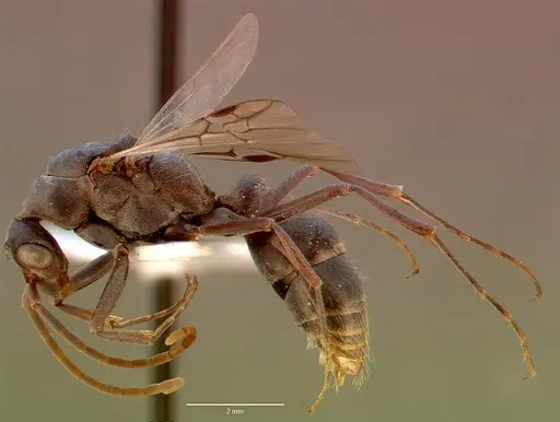 Bothroponera berthoudi - SAM-HYM-C007347A