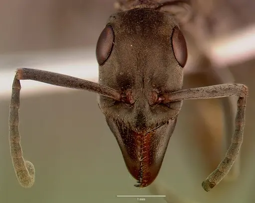 Bothroponera berthoudi - SAM-HYM-C007394A