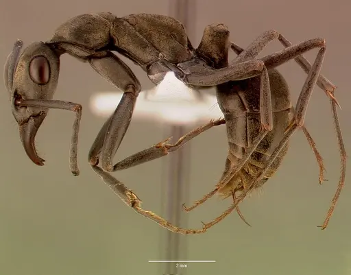 Bothroponera berthoudi - SAM-HYM-C007394A