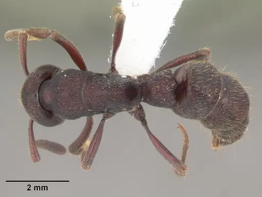 Bothroponera cambouei specimen