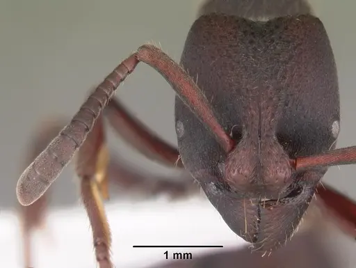 Bothroponera cambouei specimen