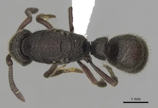 Bothroponera cariosa specimen