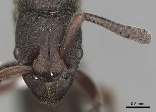 Bothroponera cariosa specimen