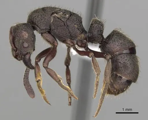 Bothroponera cariosa specimen