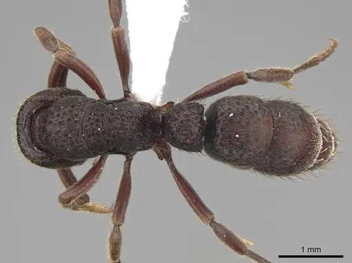 Bothroponera cariosa - CASENT0923154