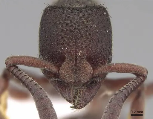 Bothroponera cariosa - CASENT0923154