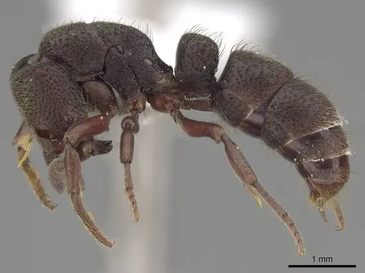 Bothroponera cariosa - CASENT0923154