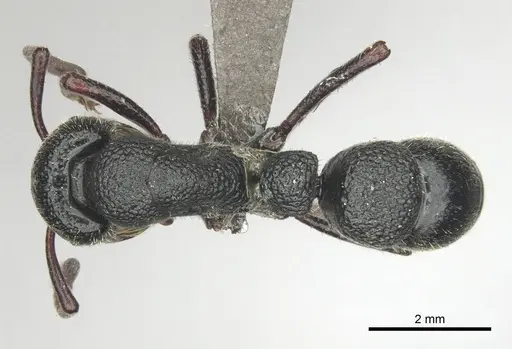 Bothroponera cavernosa specimen