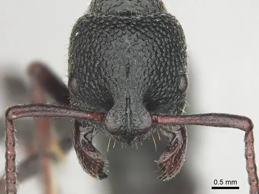 Bothroponera cavernosa specimen