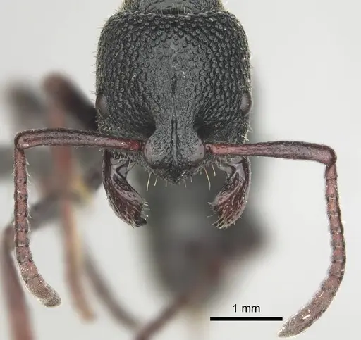 Bothroponera cavernosa specimen