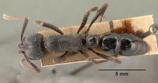 Bothroponera comorensis specimen