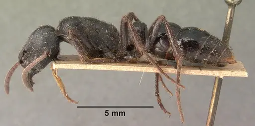 Bothroponera comorensis specimen