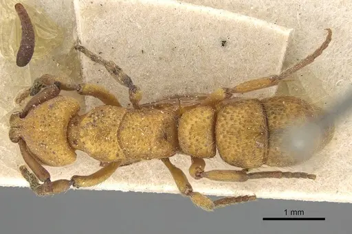 Bothroponera cribrata specimen