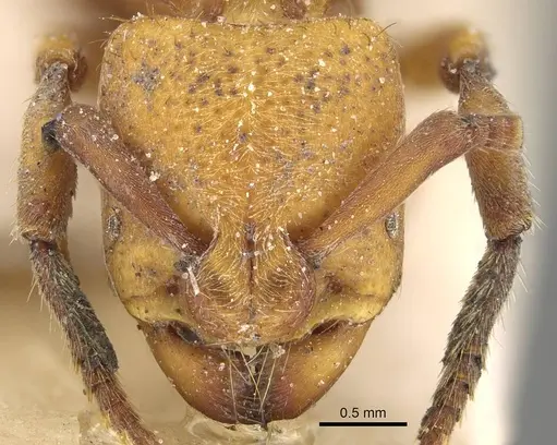 Bothroponera cribrata specimen