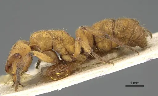 Bothroponera cribrata specimen