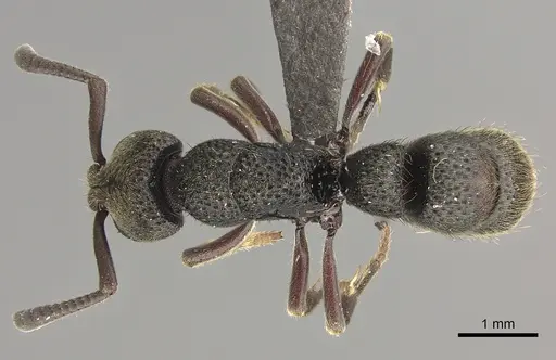 Bothroponera fugax specimen