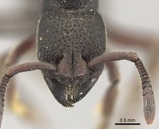 Bothroponera fugax specimen