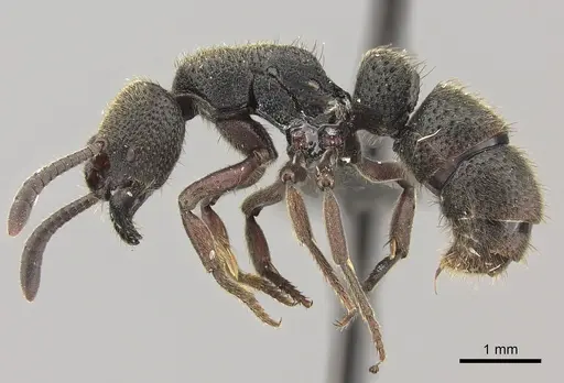 Bothroponera fugax specimen