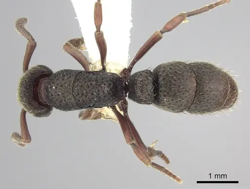 Bothroponera fugax - CASENT0249200