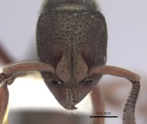 Bothroponera fugax - CASENT0249200