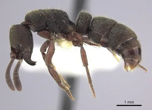 Bothroponera fugax - CASENT0249200