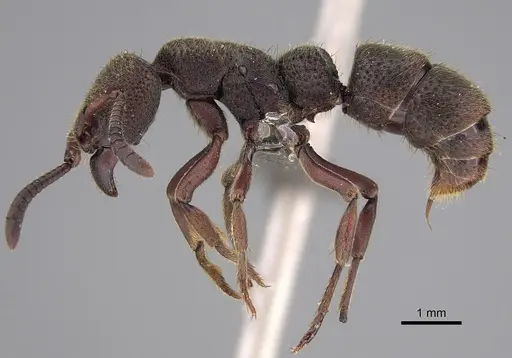 Bothroponera fugax - CASENT0250518