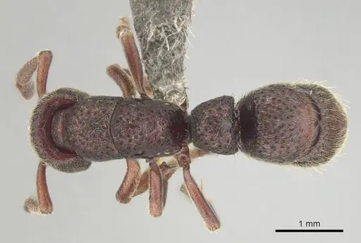 Bothroponera fugax - CASENT0813001