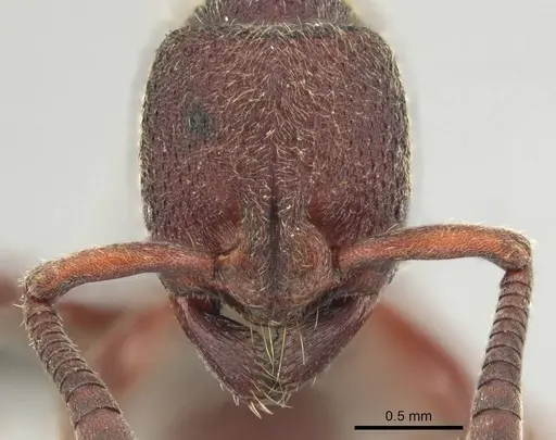 Bothroponera fugax - CASENT0813001