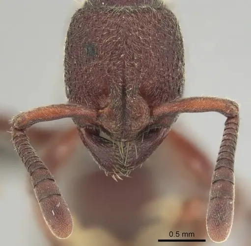 Bothroponera fugax - CASENT0813001