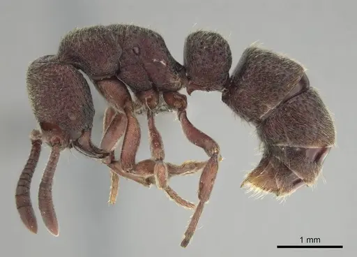 Bothroponera fugax - CASENT0813001