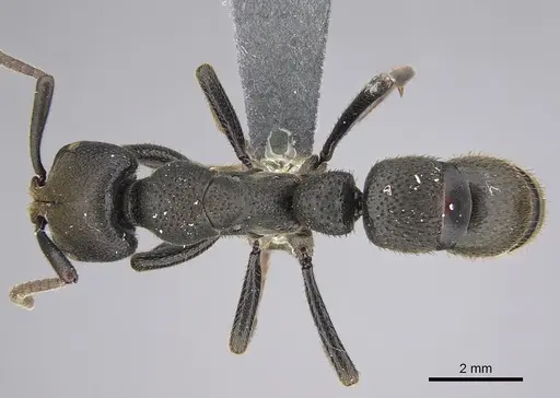 Bothroponera granosa specimen