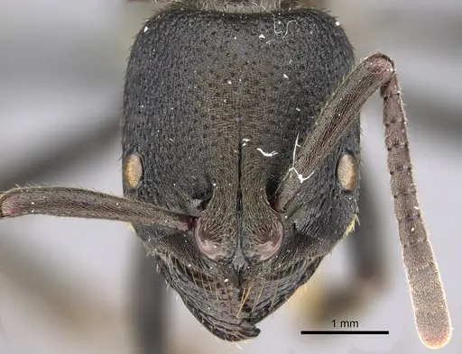 Bothroponera granosa specimen