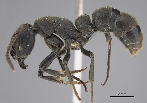 Bothroponera granosa specimen